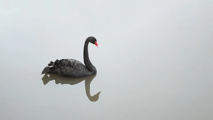 En sort svane med en spejling i vandet.
